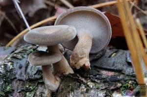 Polyporus brumalis (4)